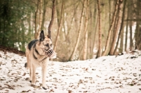 Picture of muzzled Alsatian in wintry forest