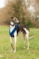 Picture of muzzled Lurcher in harness