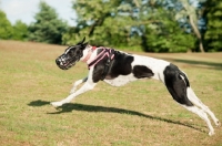 Picture of muzzled Lurcher, racing