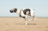 Picture of muzzled Lurcher running
