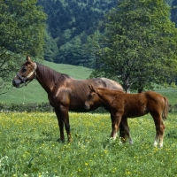 Picture of Myrta, Einsiedler mare and foal full body, at kloster einsiedeln
