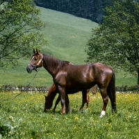 Picture of Myrta, Einsiedler mare with foal, , , at kloster einsiedeln