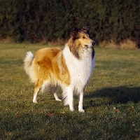 Picture of mystic maid from ugony, rough collie standing on grass