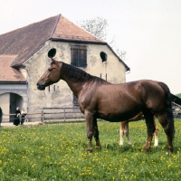 Picture of Mytra, Einsiedler mare and foal at kloster einsiedeln
