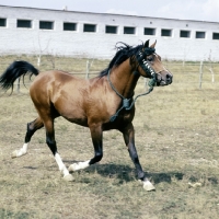 Picture of Nabeg Russian Arab stallion trotting