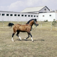 Picture of Nabeg Russian Arab trotting in stallion paddock full body