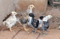 Picture of Naked neck chicks