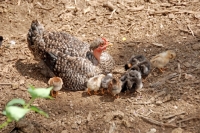 Picture of Naked neck hen with chicks