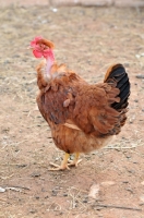 Picture of Naked neck hen