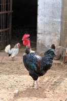 Picture of Naked neck rooster