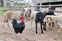 Picture of Naked neck with goats