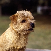 Picture of nanfan candystrip, enorfolk terrier head study