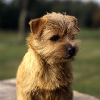Picture of nanfan candystripe, norfolk terrier head portrait