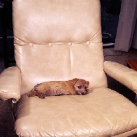 Picture of nanfan sage at 10 weeks,  norfolk terrier puppy lying in an armchair