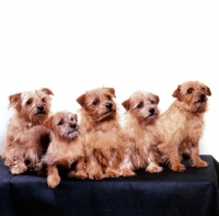 Picture of nanfan sage, chalkyfield julie bee, c. badger, c. folly, bearwood cremona  five norfolk terriers sitting on a  bench