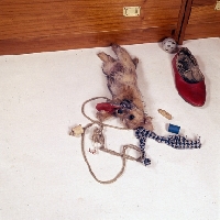 Picture of nanfan sage, norfolk terrier puppy lying playing