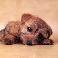 Picture of nanfan sage, norfolk terrier puppy lying down