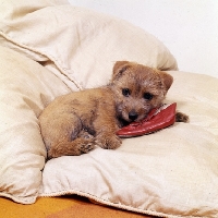 Picture of nanfan sage, norfolk terrier puppy lying on pillows with slipper