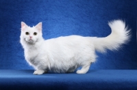 Picture of Napoleon cat standing on blue background