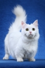 Picture of napoleon cat standing on blue background, tail up