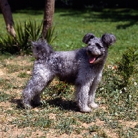 Picture of napos diobel side view of pumi