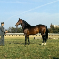 Picture of Narciss, side view of Holstein with handler at Elmshorn, Germany