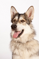 Picture of Native American Indian dog on white background