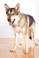 Picture of Native American Indian dog standing on wooden floor
