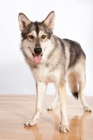 Picture of Native American Indian dog standing in studio