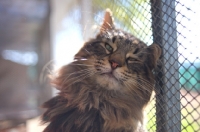 Picture of Natural light portrait of beautiful male norwegian forest cat