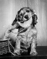Picture of naughty Cocker Spaniel puppy chewing knitwork