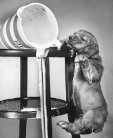 Picture of naughty Cocker Spaniel puppy