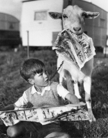 Picture of naughty goat eating newspaper of boy