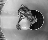Picture of naughty kitten inside a lamp