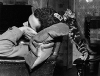 Picture of naughty tabby kitten trying to wake up a sleeping man