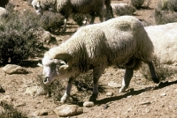 Picture of navajo-churro ram in monument valley, usa