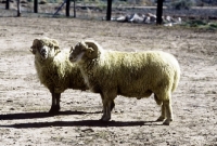 Picture of navajo-churro rams in yard in usa