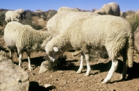 Picture of navajo-churro sheep in monument valley, usa