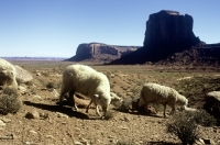 Picture of navajo-churro sheep in monument valley, usa