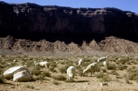 Picture of navajo-churro sheep in monument valley, usa