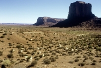 Picture of navajo-churro sheep in monument valley, usa