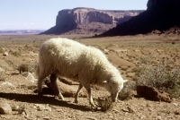 Picture of navajo-churro sheep in monument valley, usa