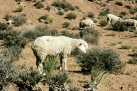Picture of navajo-churro sheep in monument valley, usa