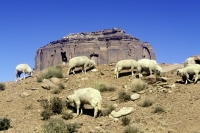 Picture of navajo-churro sheep in monument valley, usa