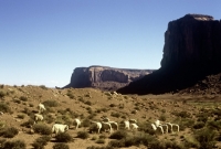 Picture of navajo-churro sheep in monument valley, usa