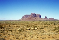 Picture of navajo-churro sheep in monument valley, usa