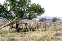 Picture of navajo-churro sheep in usa