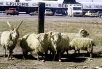 Picture of navajo-churro sheep, one four horned, at roadside at sanders usa 