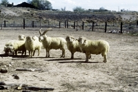 Picture of navajo-churro sheep, one multi- horned in yard in usa