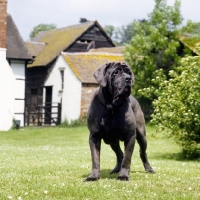 Picture of neapolitan mastiff at farm